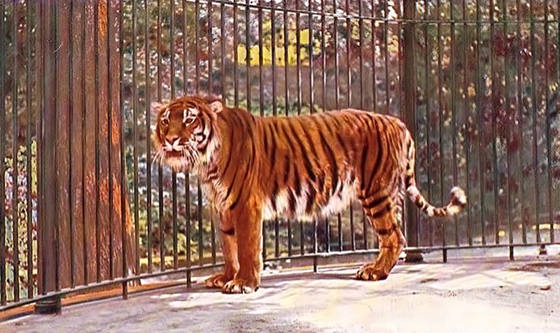 Ejemplar de tigre del Caspio en un zoológico en los años 60.